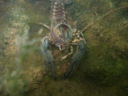 070324_tcd-rebreather06