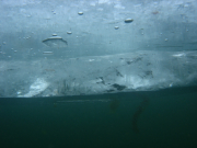 TCD_Eistauchen_Decke