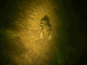 TCD_Eistauchen_Krebs