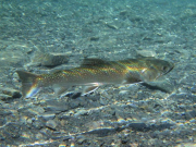 090925-messinghausen_18