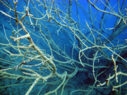 090925-messinghausen_23