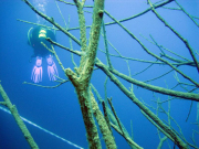 090925-messinghausen_24