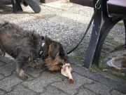 KONICA MINOLTA DIGITAL CAMERA