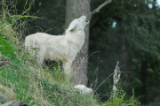 wolfsheulen-23-1024px_1