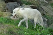 wolfsheulen-42-1024px_1