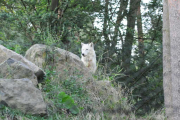 wolfsheulen-58-1024px_1