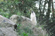 wolfsheulen-66-1024px_1