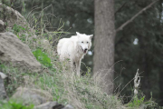 wolfsheulen-7-1024px_1
