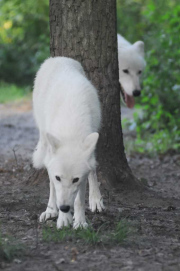 wolfsheulen-77-1024px_1