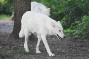 wolfsheulen-78-1024px_1