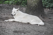 wolfsheulen-83-1024px_1