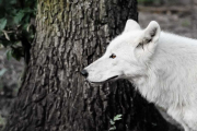 wolfsheulen-90-1024px_1