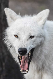 wolfsheulen-93-1024px_1