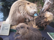 20160320_Biber-339-web