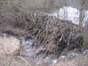 20160320_Biber-342-web