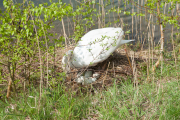 20160417_tcd_antauchen-082