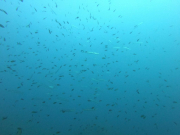 BaracudasHunting1024-768-3