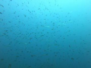 BaracudasHunting1024-768-300x225