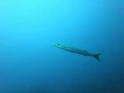 Barakuda-1024-768-300x225