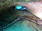 Conger1024-768-300x225