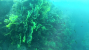 Gorgonia03-300x169