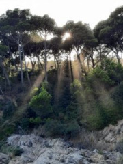 MagicForrest768-1024-225x300