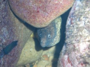 Murray1024-768-300x225