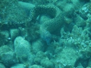 Murray2-1024-768-300x225