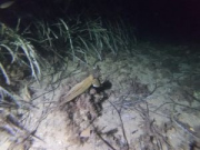 Octopus1024-768-300x225