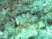 Octopus2-1024-768-300x225