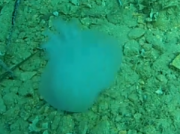 QualleTamariu-300x223